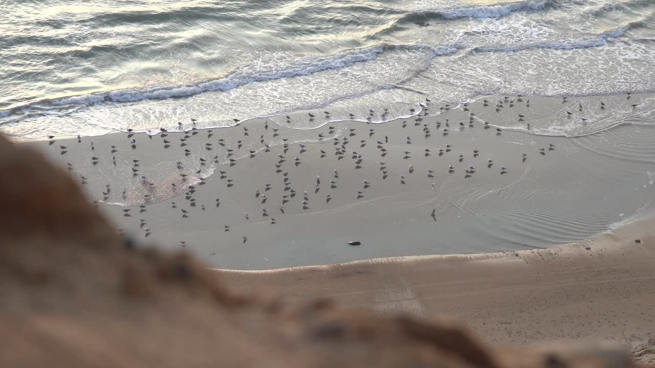 Aerial view of beach with lots of seagulls