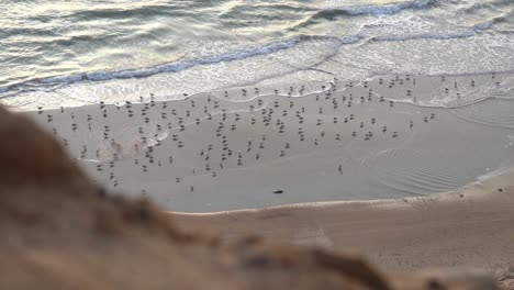 vista aérea de la playa con muchas gaviotas