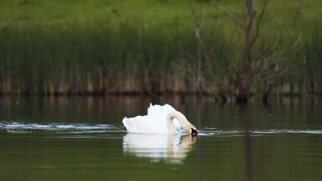 couple of white mute swan eating on a calm lake reflection with green background