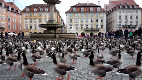 geese in a european city square