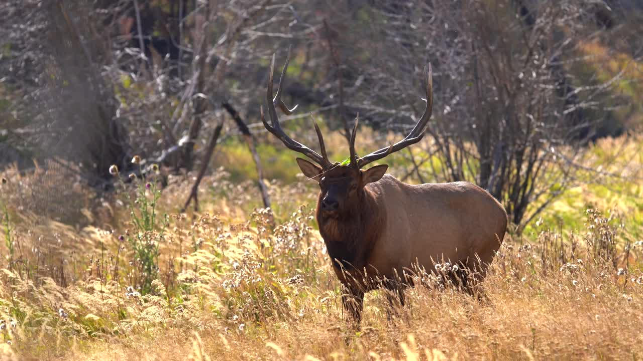 alces toros en las montañas rocosas durante la rutina de los alces de 2021