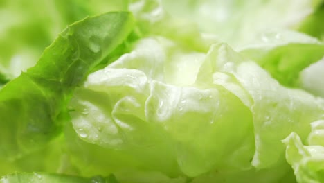 macro shot of a fresh lettuce with water drop