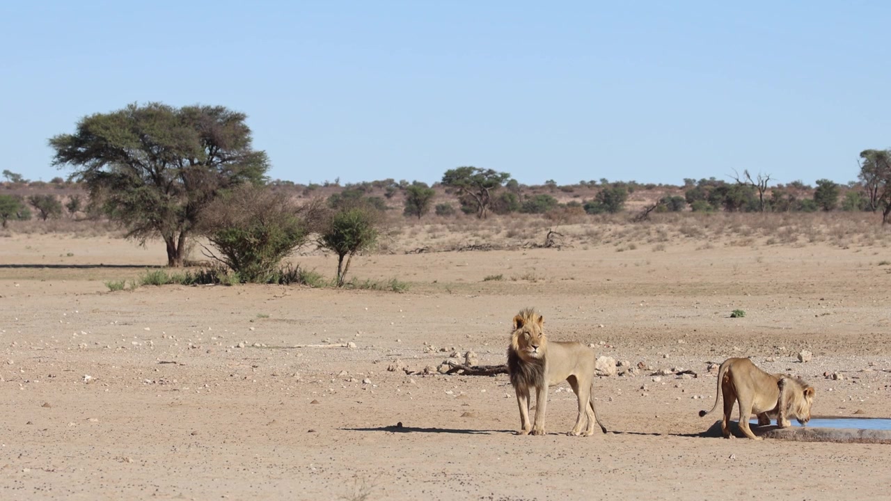 Erittäin laaja otos urosleijonasta juomassa vesiaukolla, samalla kun sen veli seisoo vieressä katsoen etäisyyteen, Kgalagadi Transfrontier Park.