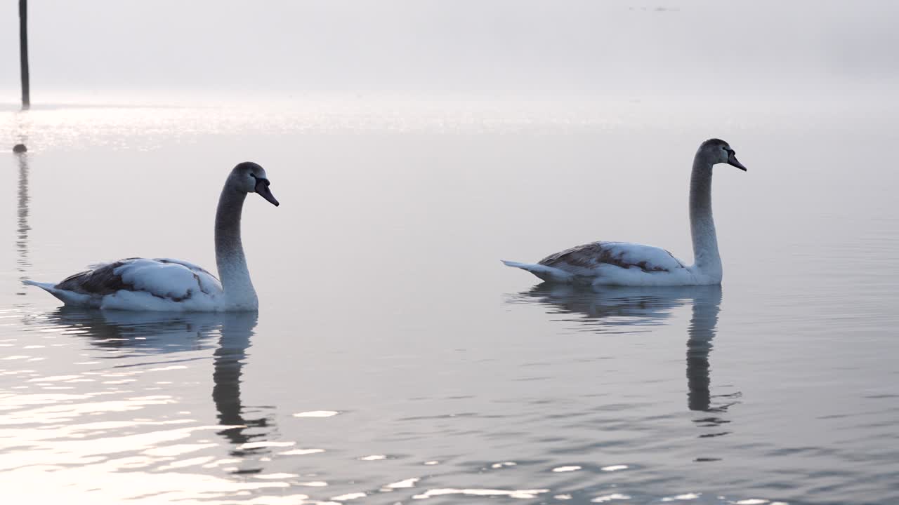 Swans swimming on calm lake water at sunrise, soft light reflections, peaceful nature wildlife background, minimal tranquil atmosphere
