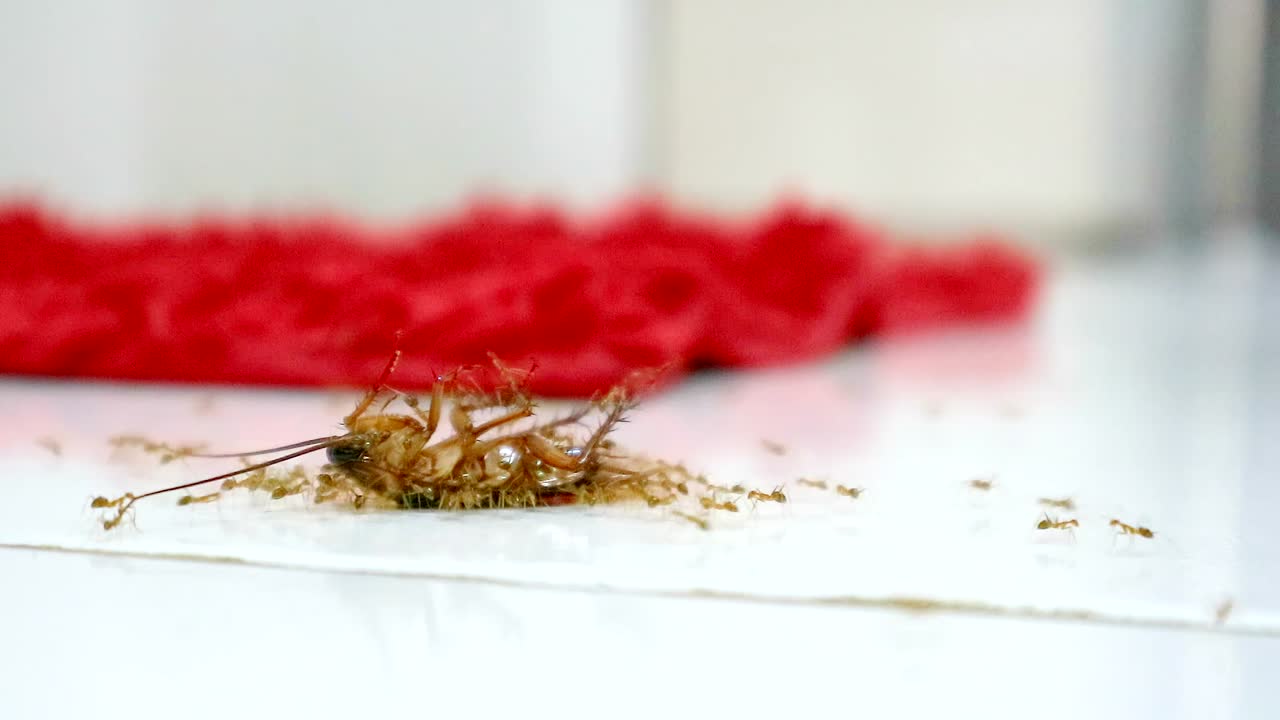 죽음의 바퀴벌레를 움직이는 노동자 개미의 그룹