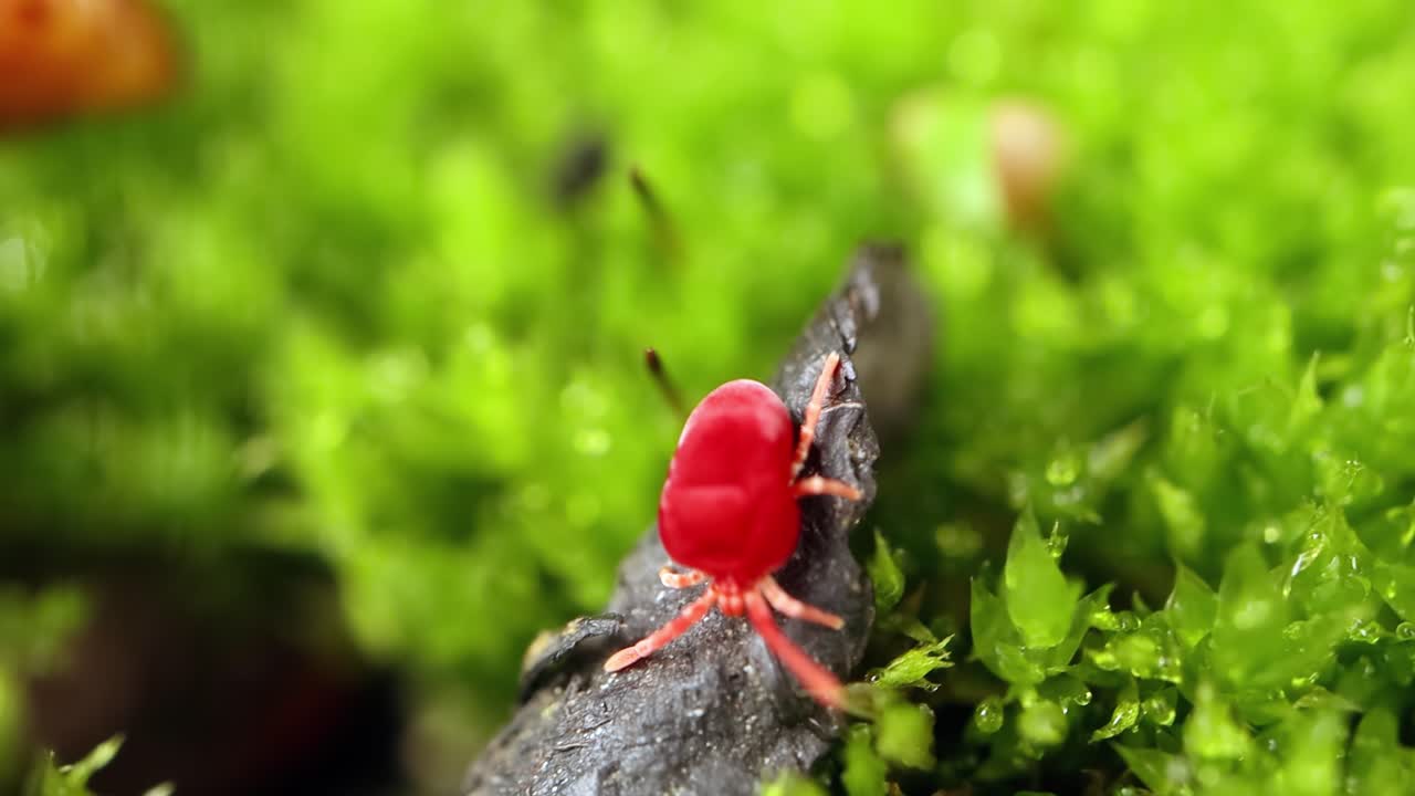 ⁇ 은 벨 ⁇  진드기 (red velvet mites, true velvet mites, rain bugs) 라고 불리는 트롬비디데 (trombidiidae) 는 밝은  ⁇ 은 색으로 알려진 토양 쓰레기에서 발견되는 거미류입니다.