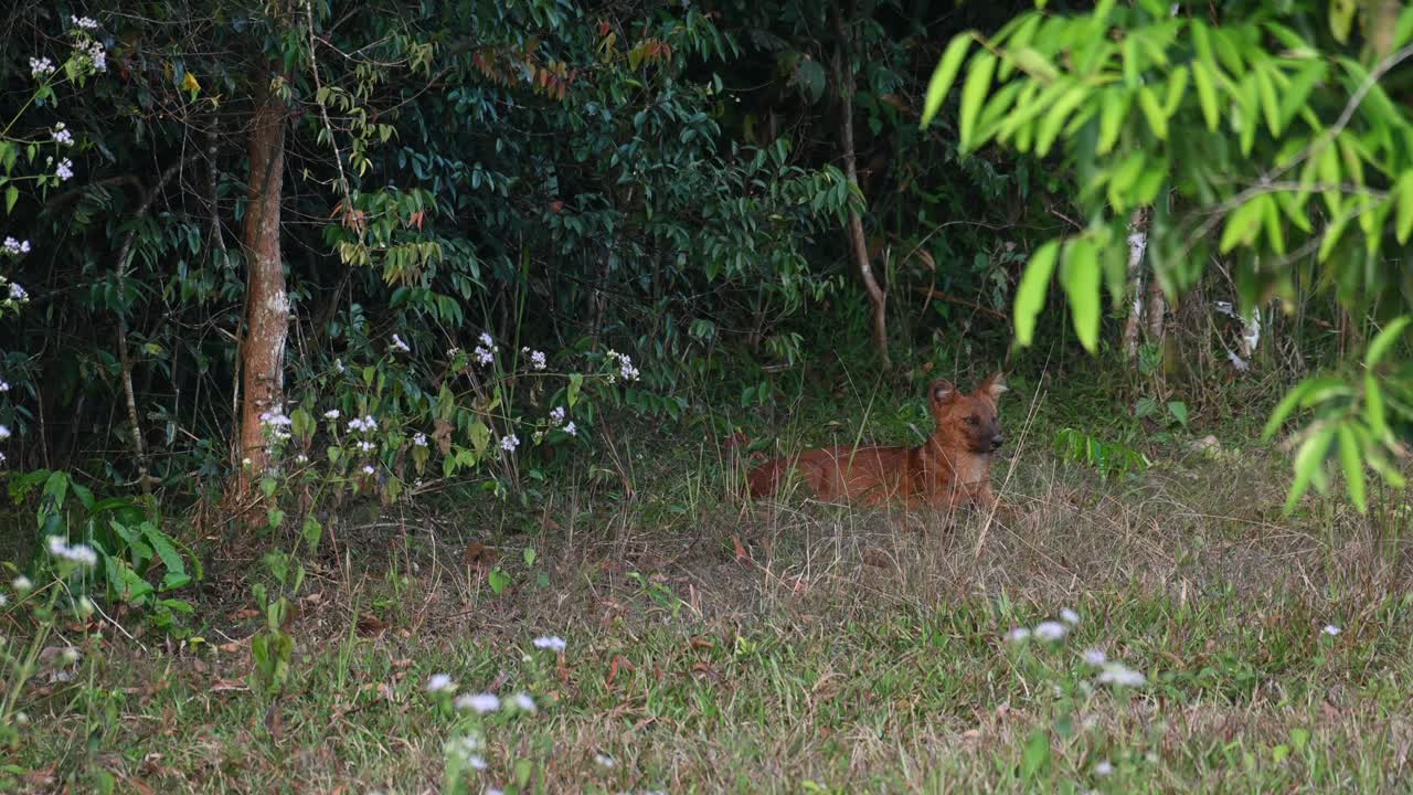 Asian Wild Dog Cuon alpinus seen on the grass at the edge of the forest waiting for a chance to feed in Khao Yai National Park, Thailand