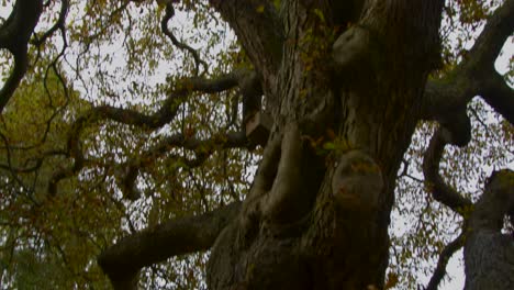 panning shot of large tree in scenic alleyway in oxford england