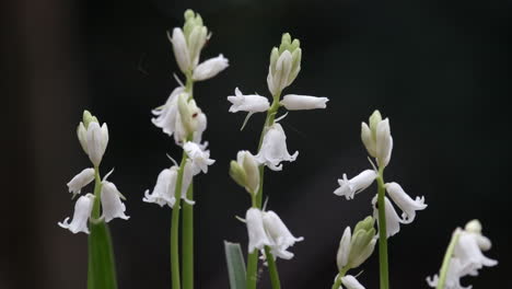 Wild-White-Bluebells-amid-a-crop-of-traditional-Bluebell-flowers-in-a-Worcestershire-woodland,-England