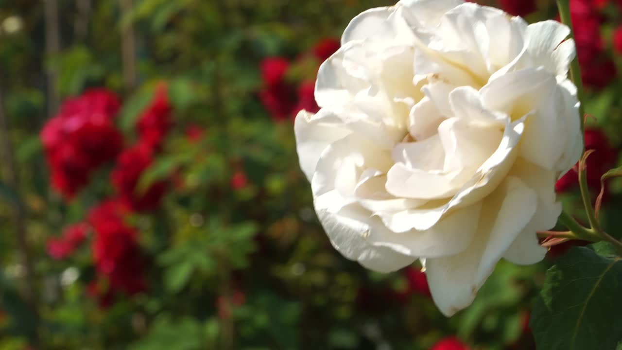 la escena del jardín con una flor de la hermosa rosa blanca en primer plano