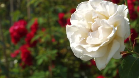 La-Escena-Del-Jardín-Con-Una-Flor-De-La-Hermosa-Rosa-Blanca-En-Primer-Plano