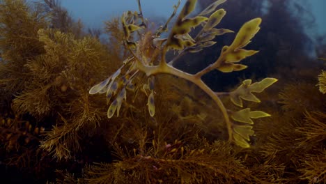 Leafy-Sea-Dragon-Juvenile-Close-Ups-Phycodurus-eques-South-Australia-4k