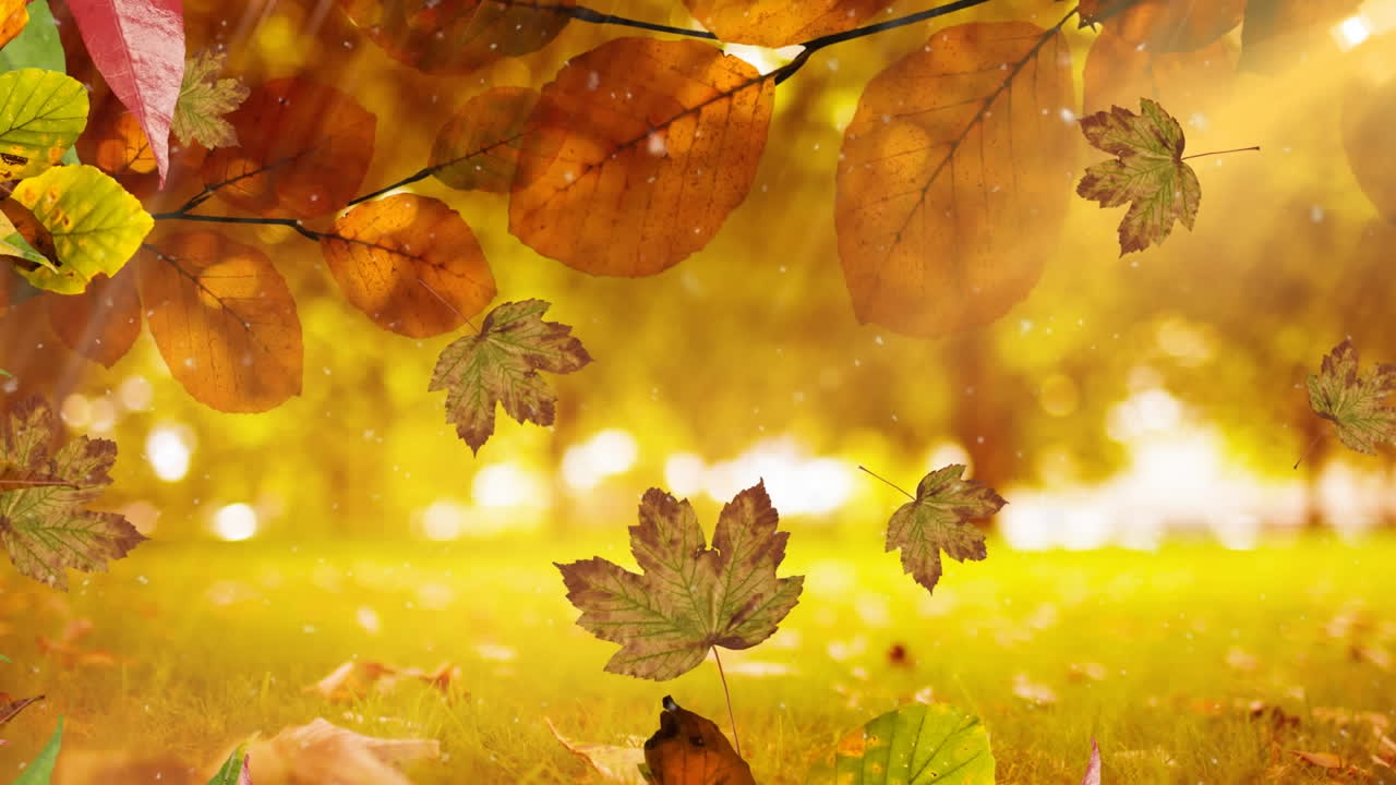 Animazione di foglie che cadono su un parco