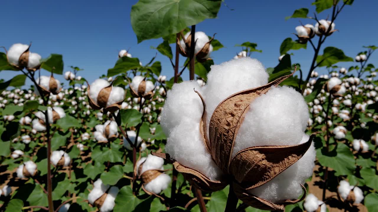 Close-up, low-angle shot of cotton plants in a field under a clear blue sky