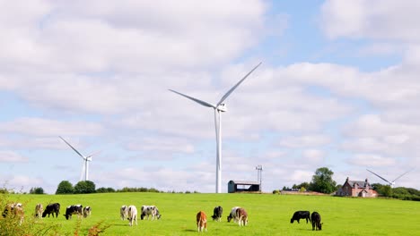 Cows graze on a lush green field with large wind turbines rotating in the background, under bright daylight and partly cloudy skies, wide static shot