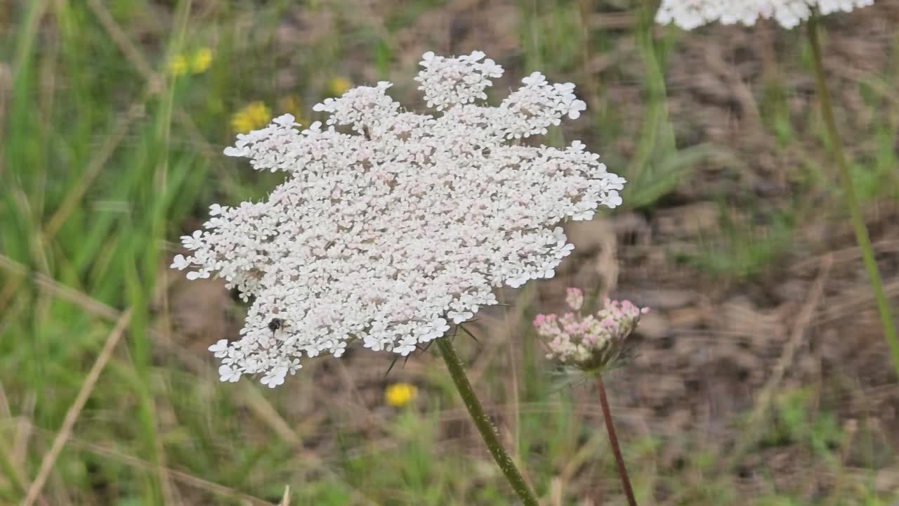 Wild carrot (Daucus carota) gently swaying on a green meadow in the breeze