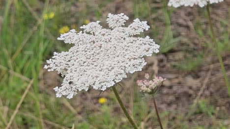 wild carrot (daucus carota) gently swaying on a green meadow in the breeze