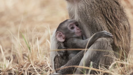 baby vervet monkey sitting suckling nipple on its mother