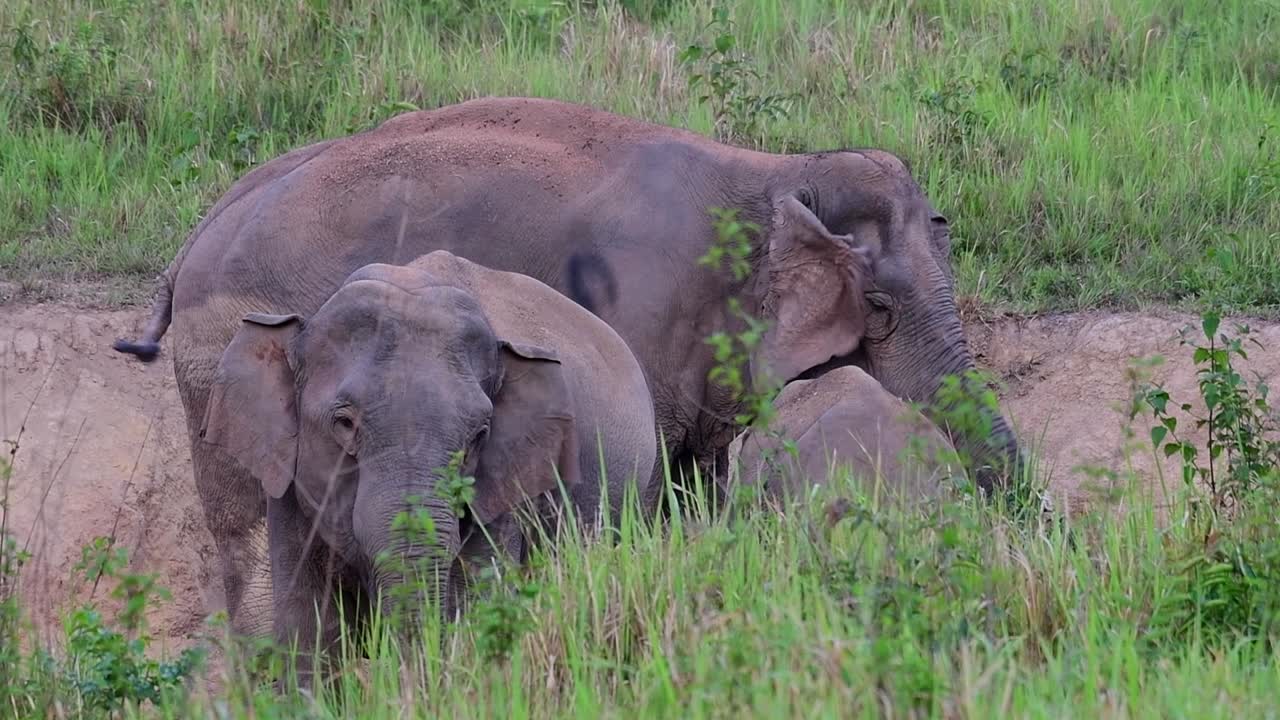 elefante indio, elephas maximus indicus, tailandia