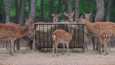 Gruppe-Von-Gefleckten-Hirschen-Oder-Damhirschen,-Die-Im-Zoo-Trockenes-Gras-Weiden-Lassen