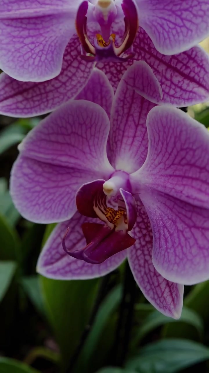 Giardino tropicale con palme e orchidee in fiore