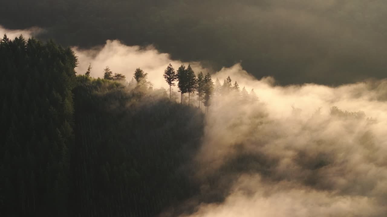 paisaje de bosque de niebla