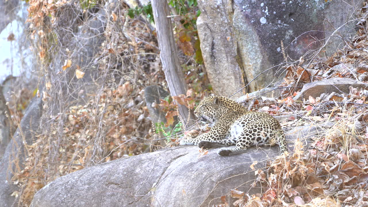 leopardo macho acostado sobre una roca en tanzania - áfrica 4k