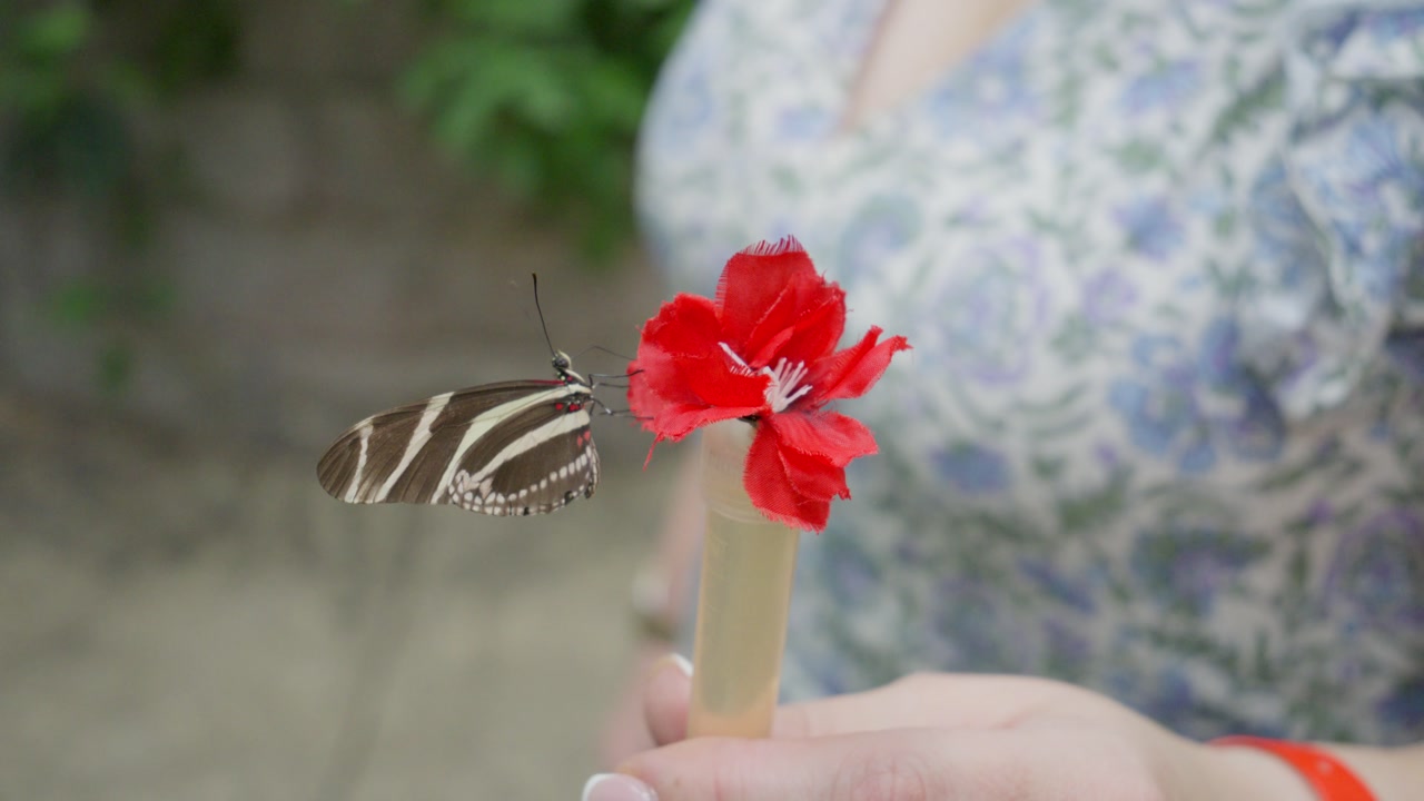 Zebra Longwing Butterfly gently flapping its wings perched on a feeding tube for tourists to feed exotic butterflies in a museum exhibit