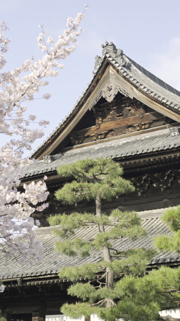 Explore the breathtaking cherry blossoms in Kyoto's historic gardens during springtime serenity