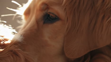 golden retriever close-up