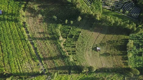 aerial top down shot of tobacco plantation in indonesia growing on hilltop during sunset