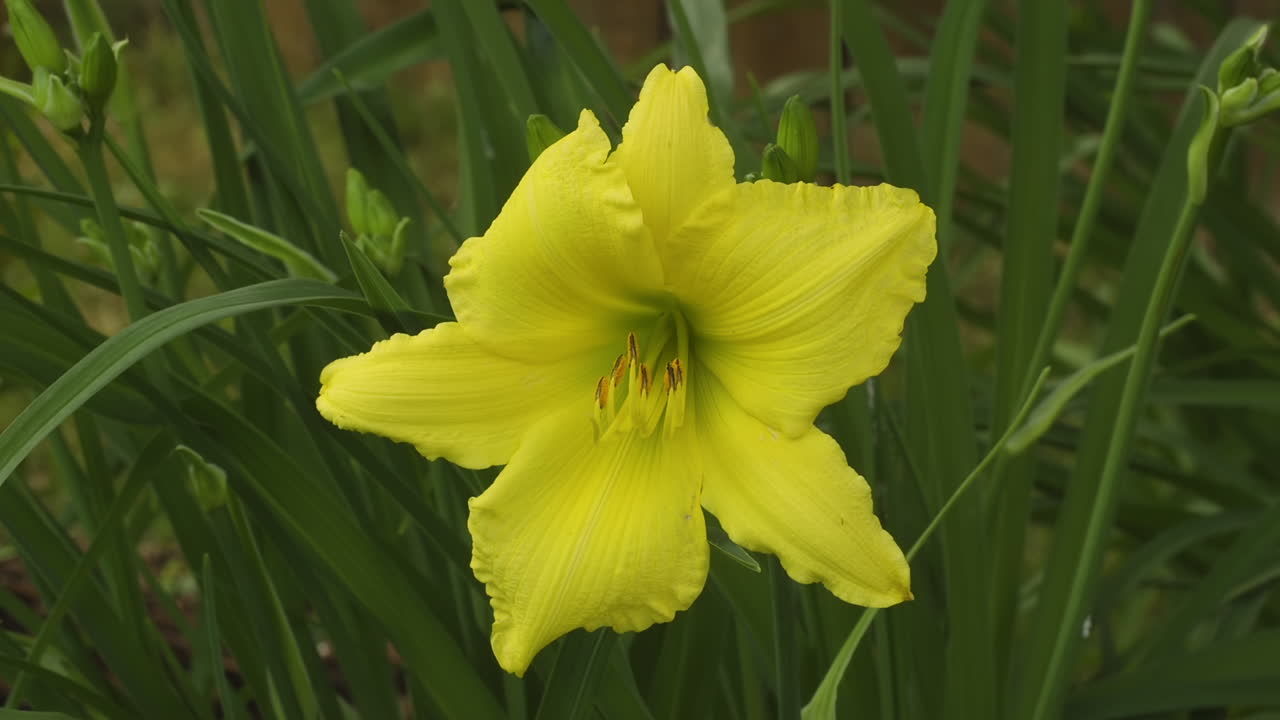 flor de lirio de día amarillo en un jardín trasero, con una sola flor brillante entre otras hojas verdes y capullos