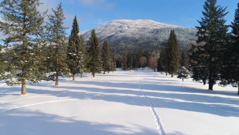 Coniferous-forest-at-foot-of-mountain-4k