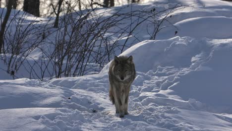 Coyote-Patrulla-Invierno-Camino-Slomo