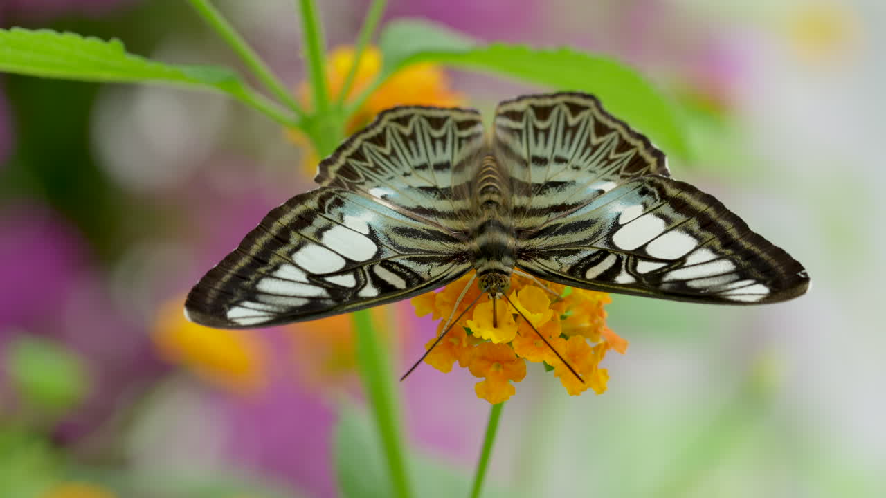 Bella farfalla selvatica con motivi sulle ali che raccoglie il polline da un fiore - ripresa macro ravvicinata in 4k