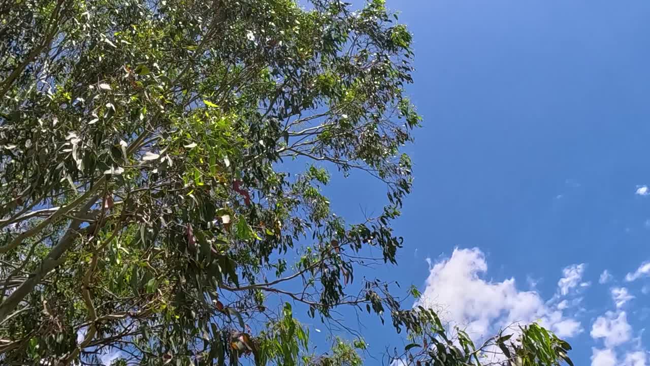 Close-up view of eucalyptus leaves and branches swaying gently under a bright blue sky with scattered clouds.