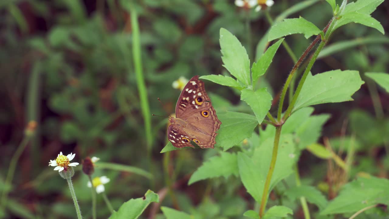 primer plano de una mariposa en la hoja verde y una flor pequeña en la naturaleza