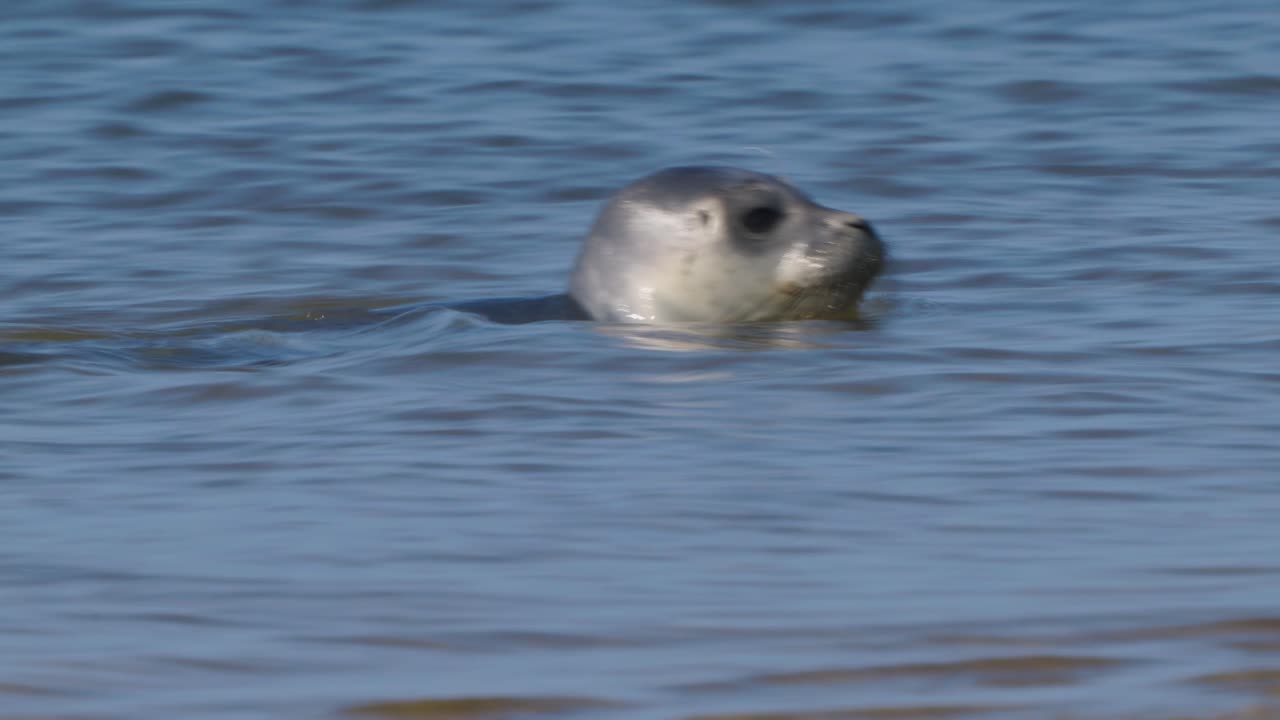 네덜란드, 텍셀, 와덴해의 얕은 바다에서 헤엄치는 어린 항구 바다표범의 머리 클로즈업 - 다음 핸드헬드