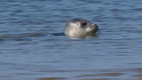 Primer-Plano-De-La-Cabeza-De-Una-Foca-De-Puerto-Infantil-Nadando-En-Aguas-Poco-Profundas-Del-Mar-De-Wadden,-Texel,-Holanda---Siguiendo-La-Computadora-De-Mano