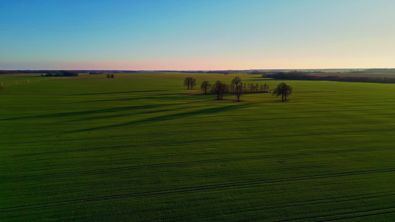 Abstract nature background of lonely trees casting shadows over green agriculture field landscape