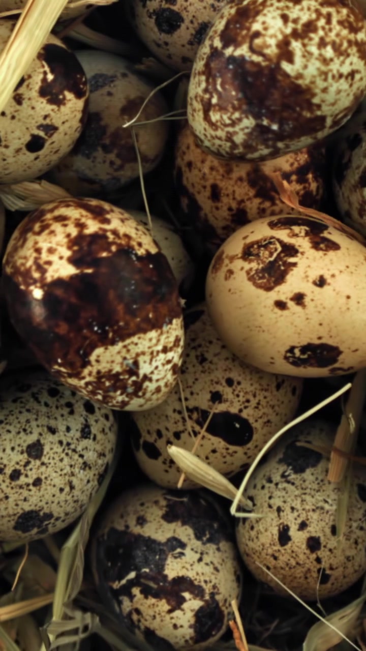 Vertical Close-up of Speckled Quail Eggs in a Hay Nest