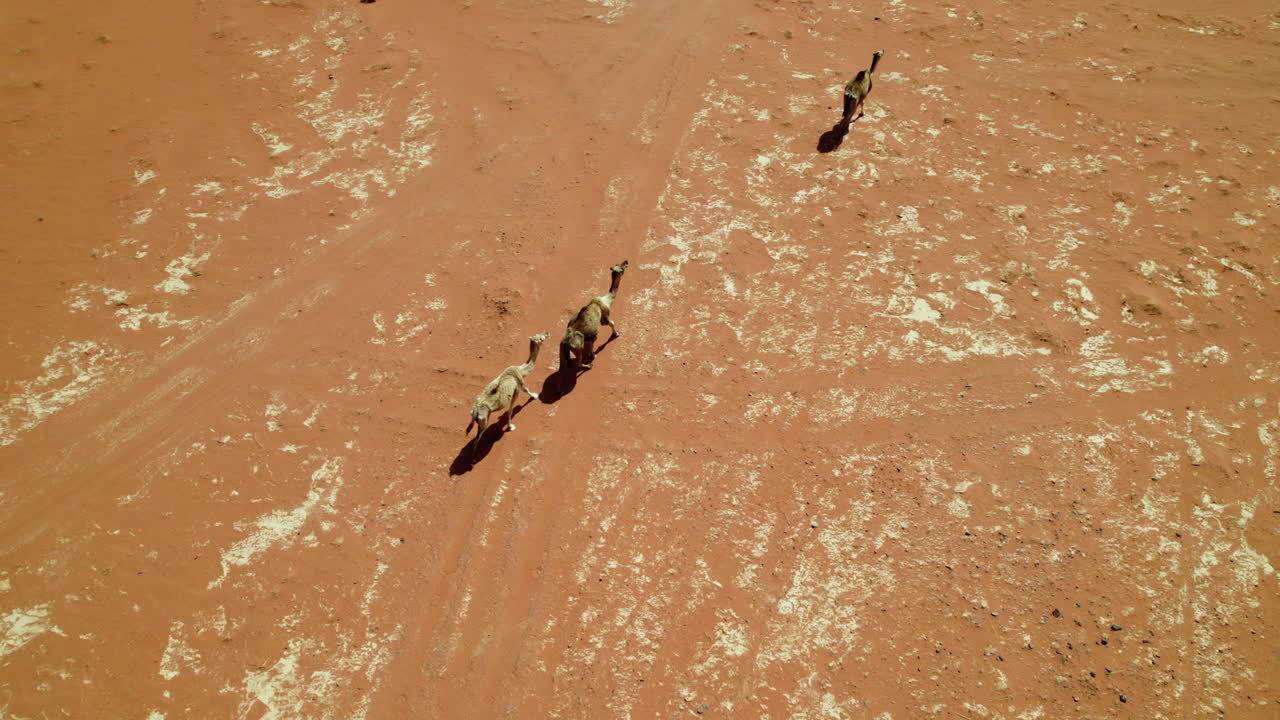 알제리 의 자네트 근처 의 사하라 사막 을 가로지르는 야생 낙타 들 의 항공 사진
