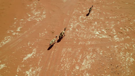 aerial view wild camels through the sahara desert near djanet, algeria