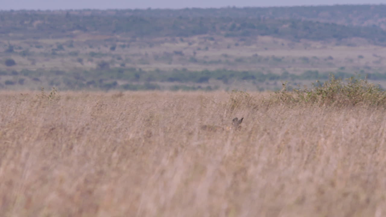 Uzun otlakların arasından koşan iki Afrika Yabani Köpeği.