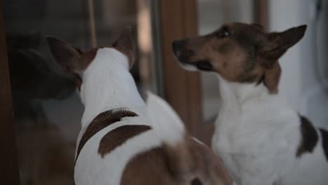 camera focuses closely on two dogs walking in the living room at home