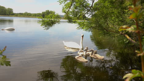 close up of white swans with baby cygnets on a still water, bright day