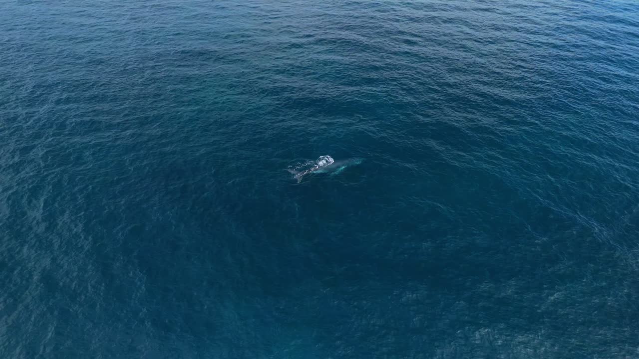 Aerial View of a Whale in the Ocean