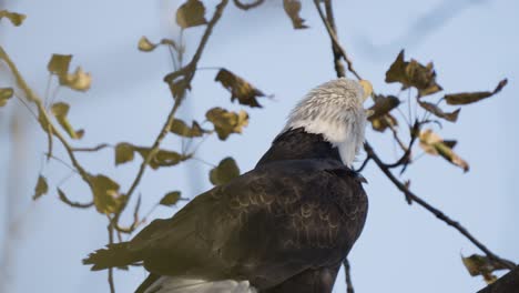 el águila calva en el árbol inclina la cabeza hacia atrás mientras hace la famosa llamada, acercándose