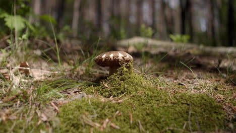 Schöne-Ecken-Des-Kokorin-Waldes