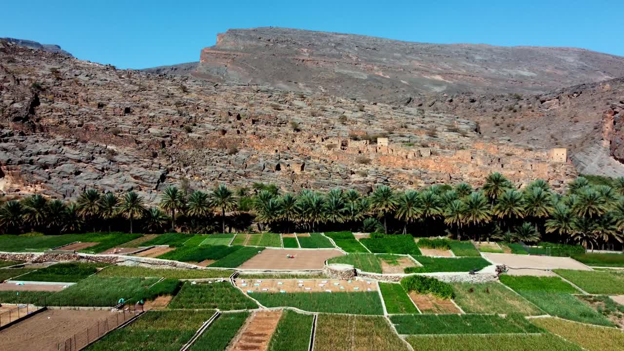 Stunning aerial view of an Omani oasis! Palm grove, falaj irrigation, and ancient ruins create an unforgettable scene. Watch now!